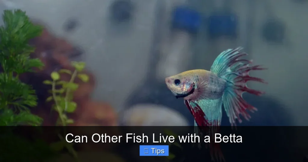 Can Other Fish Live with a Betta