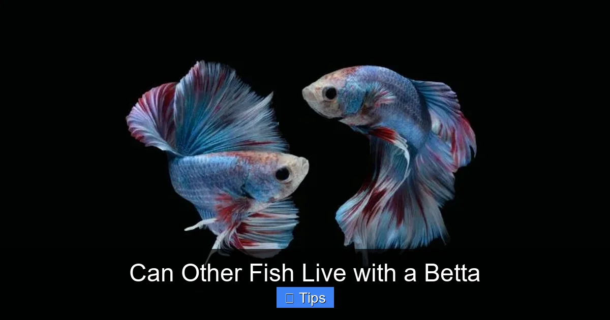 Can Other Fish Live with a Betta