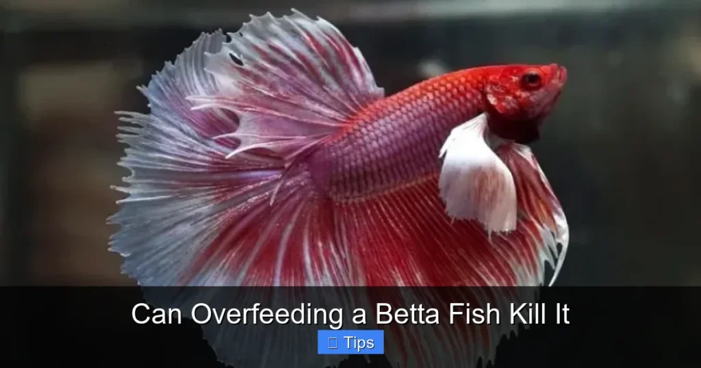 Can Overfeeding a Betta Fish Kill It