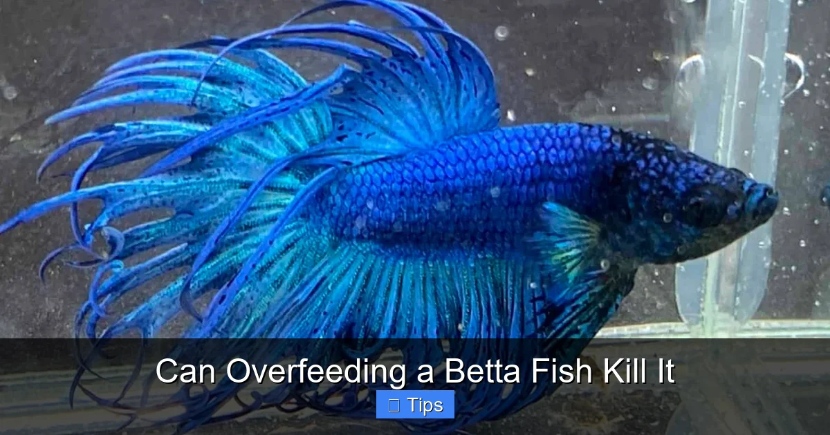 Can Overfeeding a Betta Fish Kill It