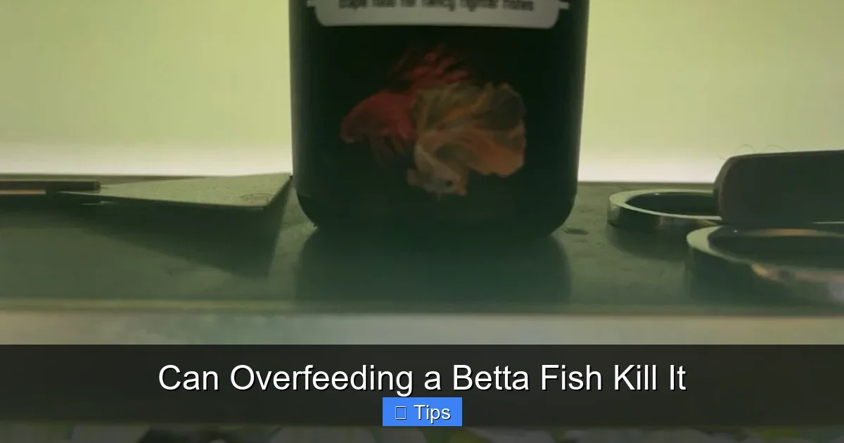 Can Overfeeding a Betta Fish Kill It