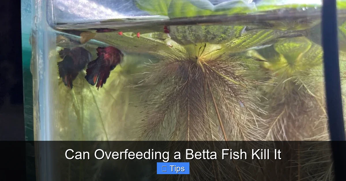 Can Overfeeding a Betta Fish Kill It