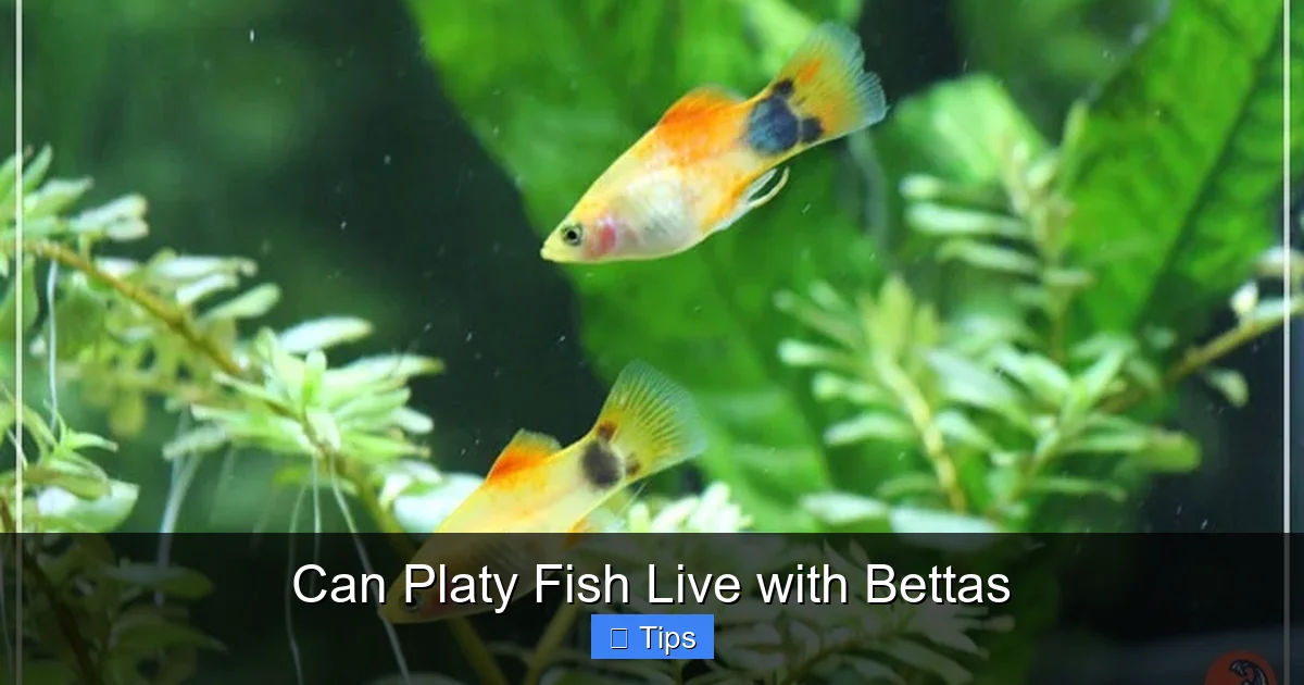 Can Platy Fish Live with Bettas