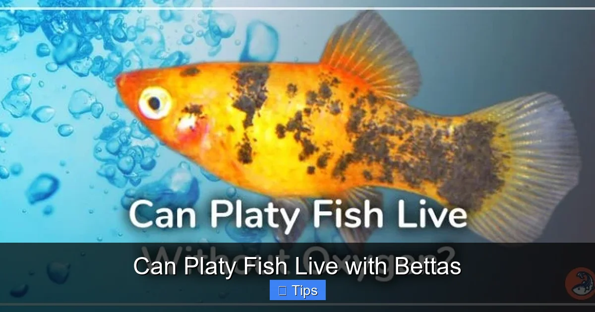 Can Platy Fish Live with Bettas