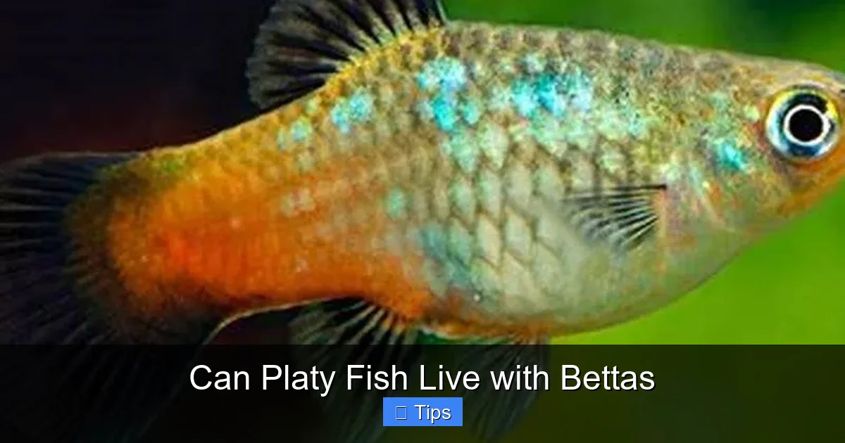 Can Platy Fish Live with Bettas