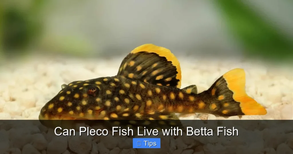 Can Pleco Fish Live with Betta Fish