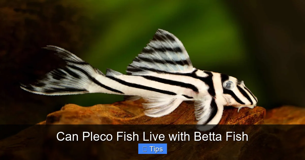 Can Pleco Fish Live with Betta Fish