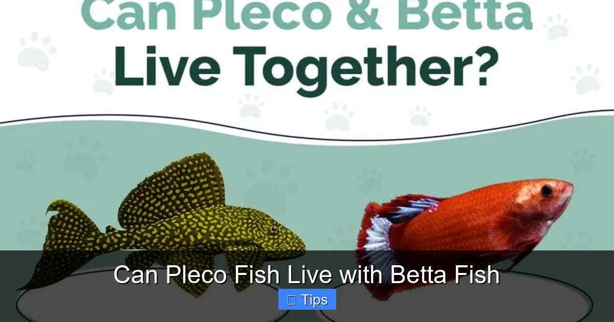 Can Pleco Fish Live with Betta Fish