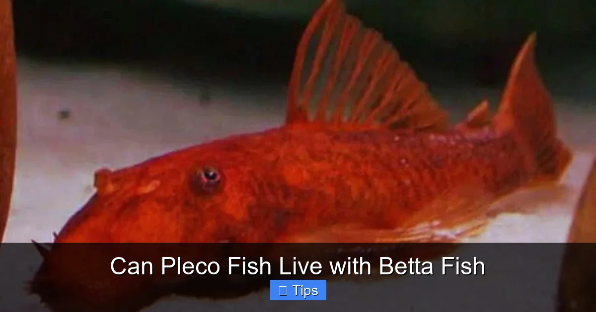 Can Pleco Fish Live with Betta Fish