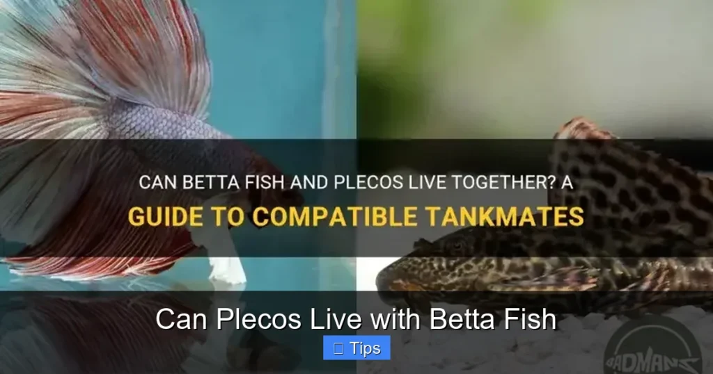 Can Plecos Live with Betta Fish