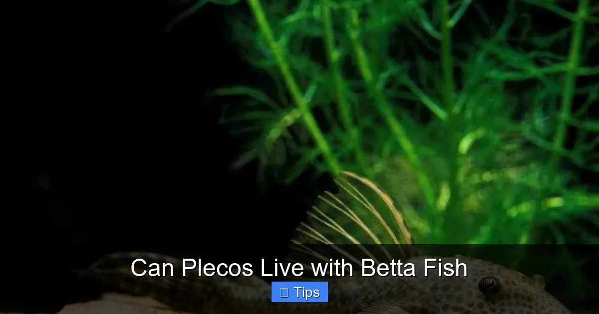 Can Plecos Live with Betta Fish