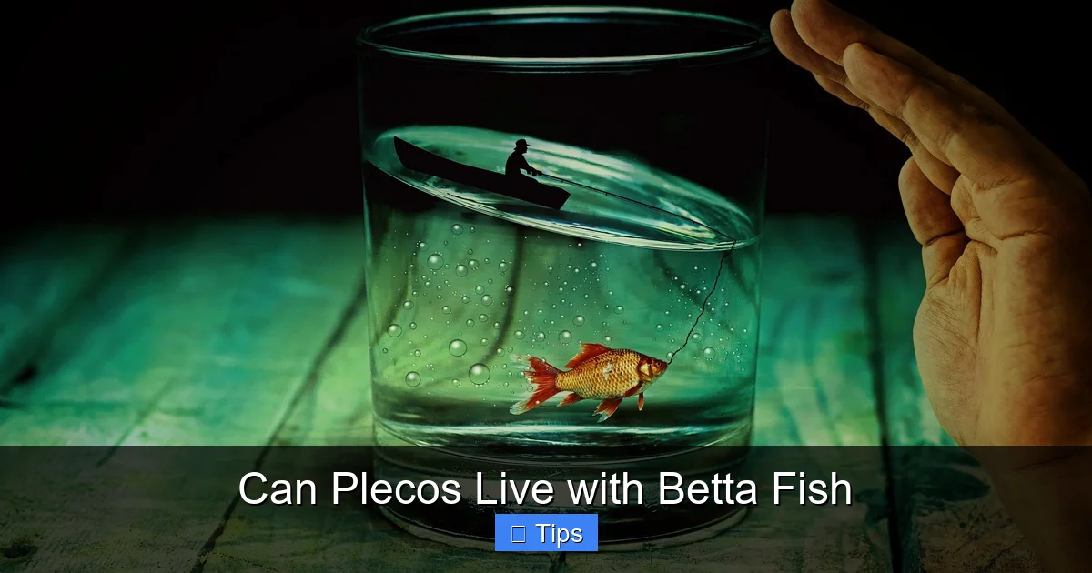 Can Plecos Live with Betta Fish