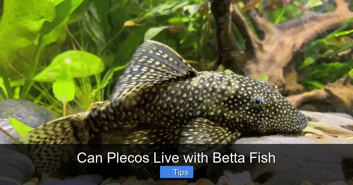Can Plecos Live with Betta Fish