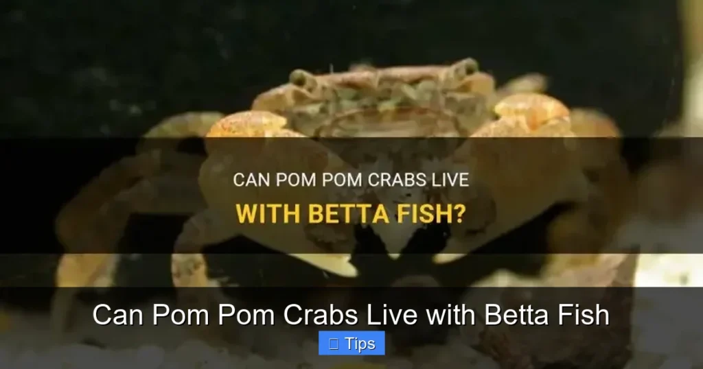Can Pom Pom Crabs Live with Betta Fish