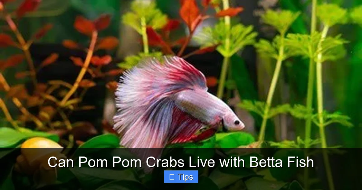 Can Pom Pom Crabs Live with Betta Fish