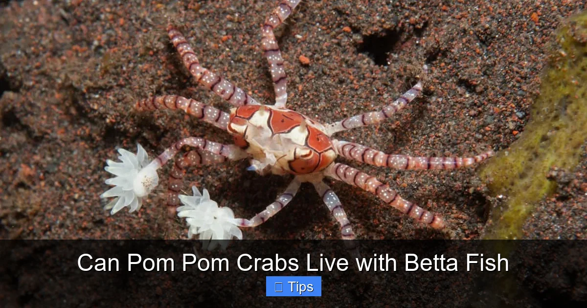 Can Pom Pom Crabs Live with Betta Fish