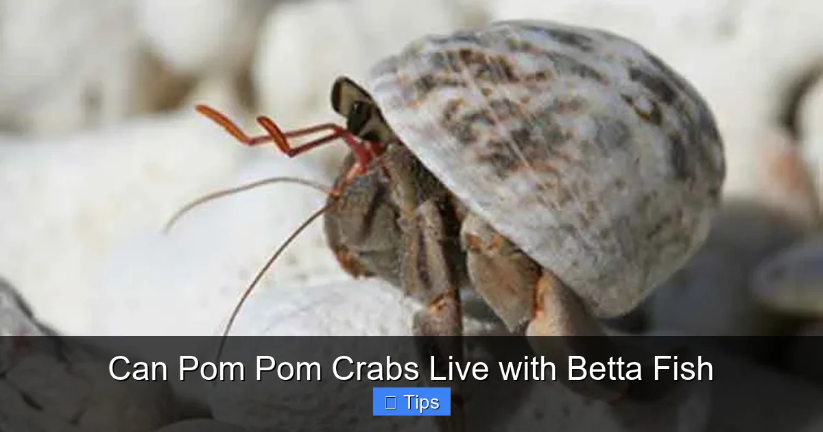 Can Pom Pom Crabs Live with Betta Fish