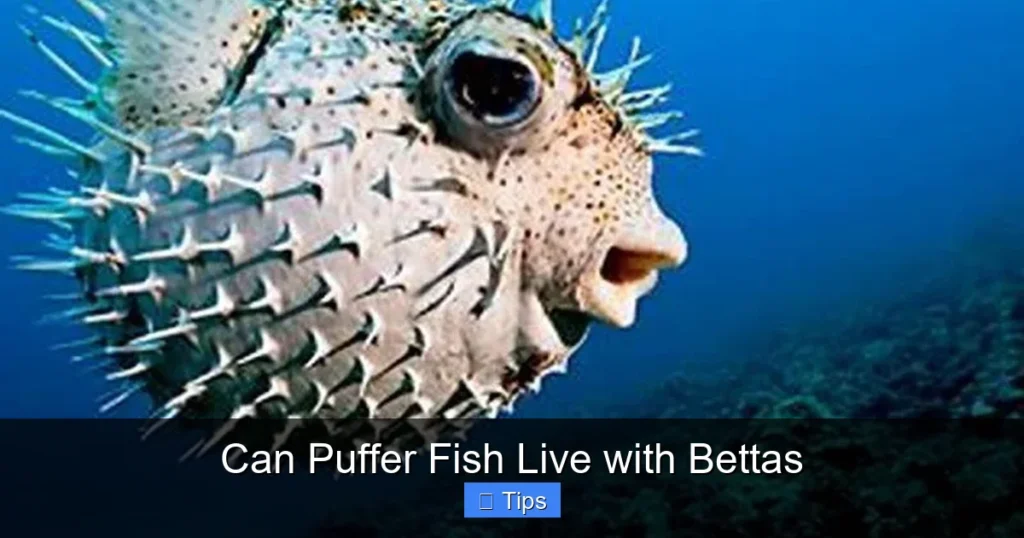 Can Puffer Fish Live with Bettas