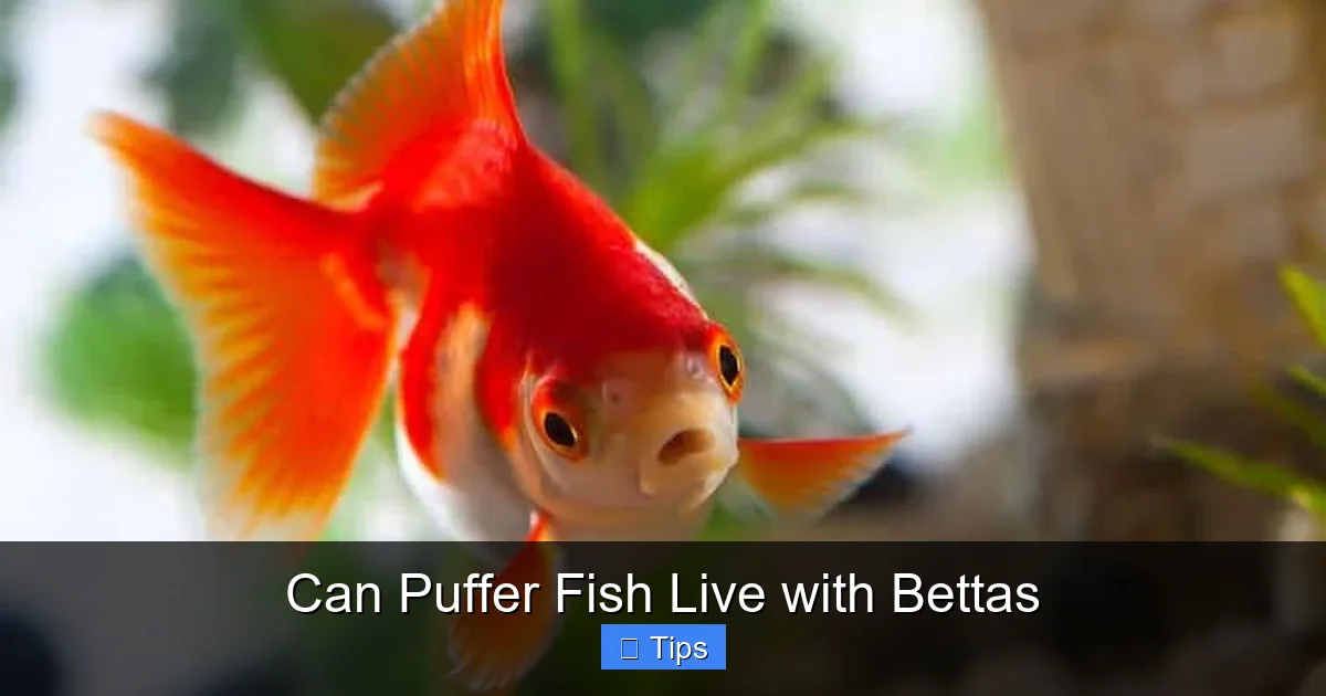 Can Puffer Fish Live with Bettas