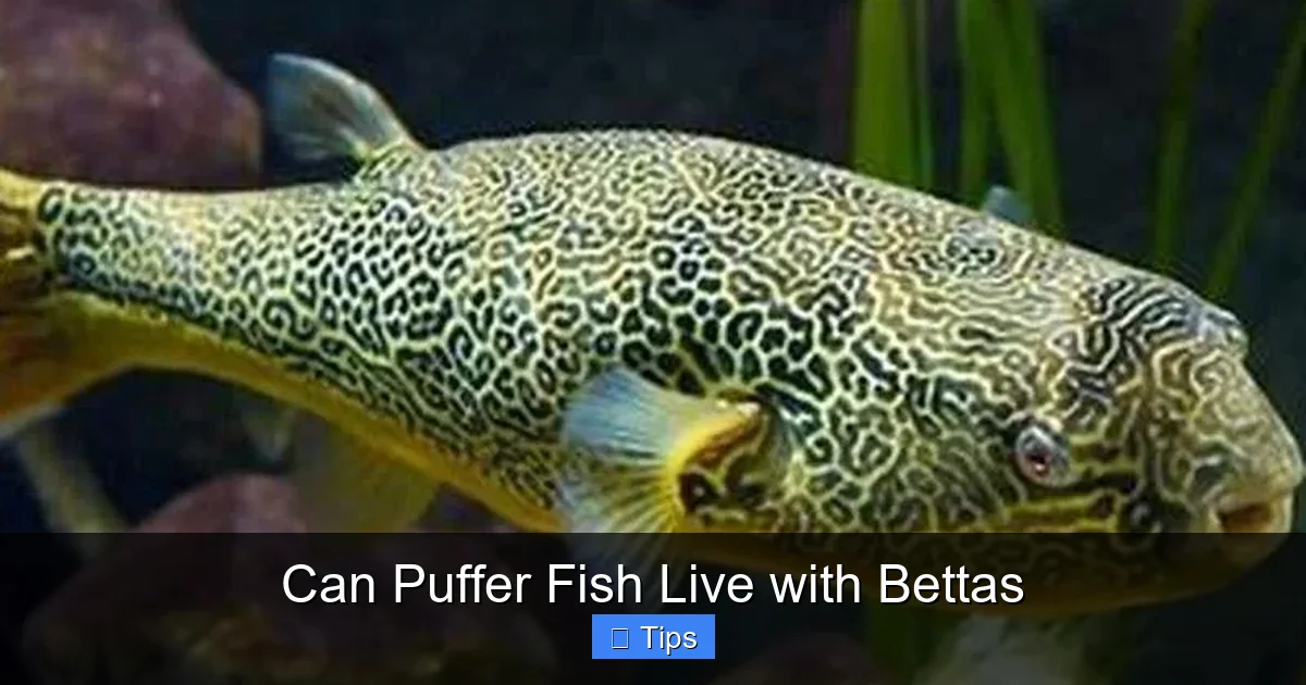 Can Puffer Fish Live with Bettas