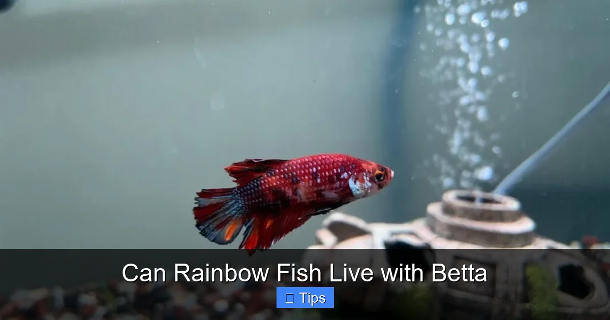 Can Rainbow Fish Live with Betta