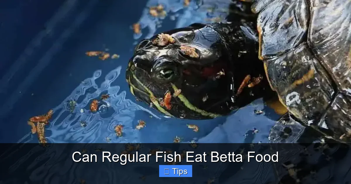 Can Regular Fish Eat Betta Food