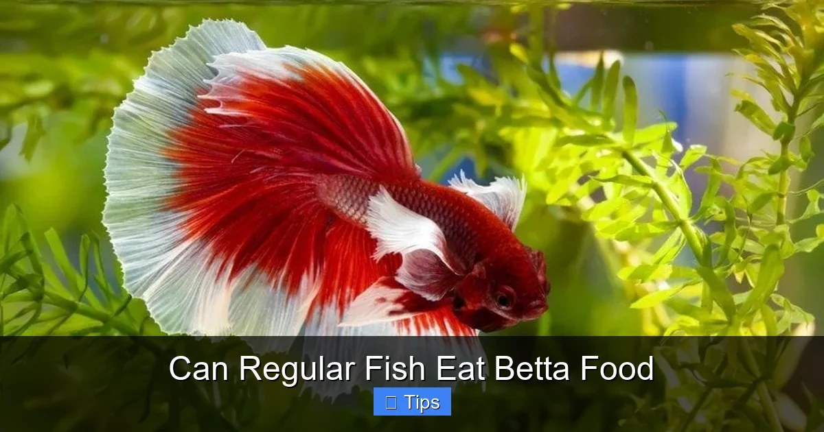 Can Regular Fish Eat Betta Food