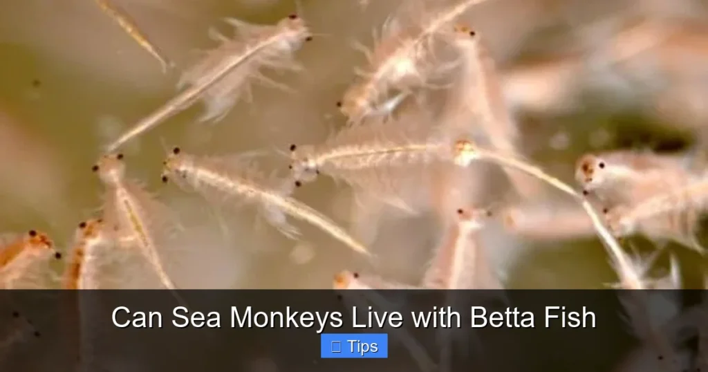 Can Sea Monkeys Live with Betta Fish