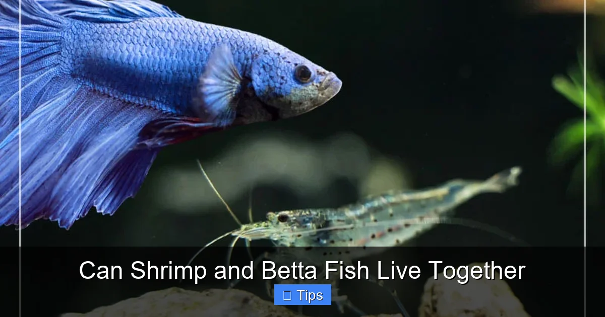 Can Shrimp and Betta Fish Live Together