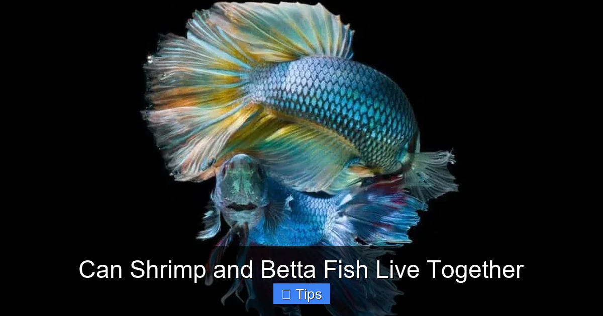 Can Shrimp and Betta Fish Live Together