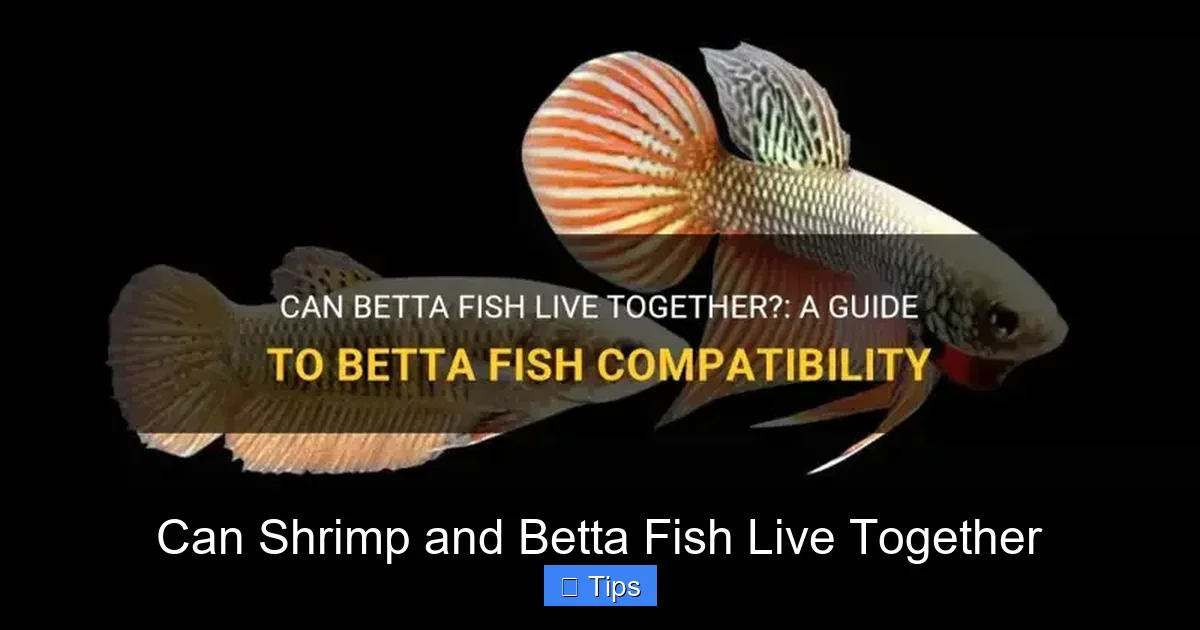 Can Shrimp and Betta Fish Live Together