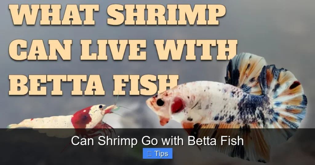 Can Shrimp Go with Betta Fish