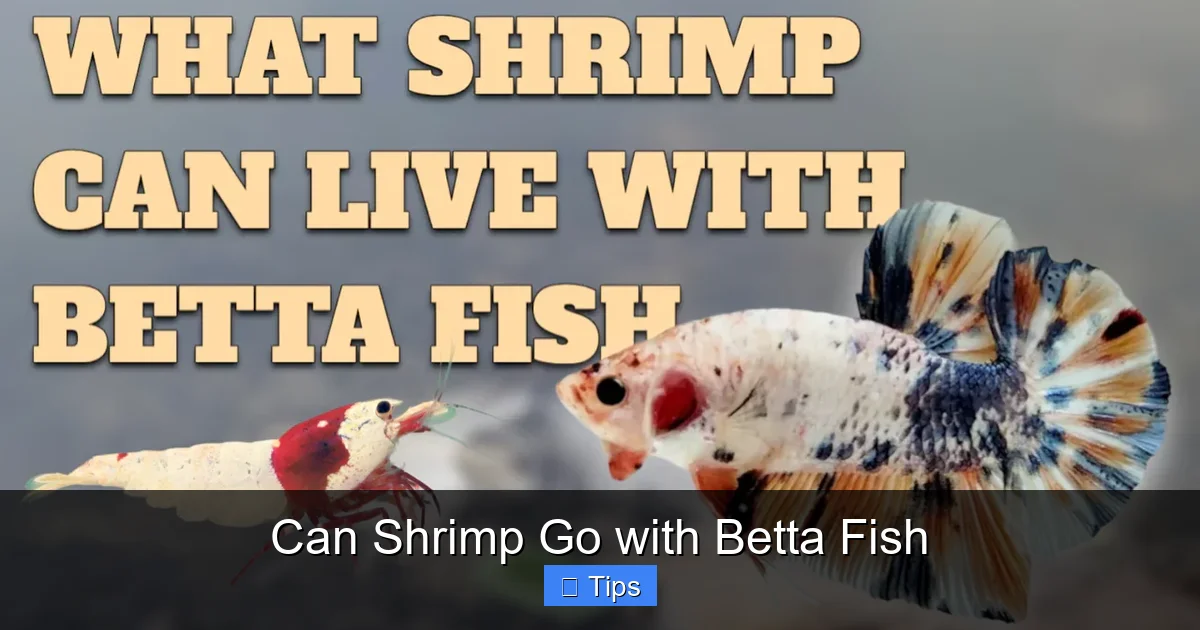 Can Shrimp Go with Betta Fish