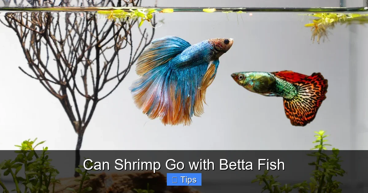 Can Shrimp Go with Betta Fish