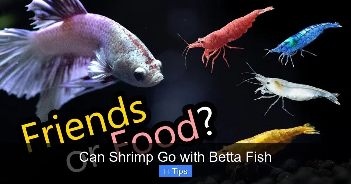 Can Shrimp Go with Betta Fish