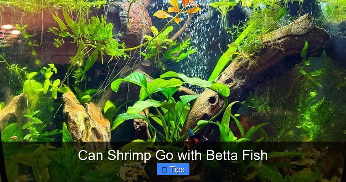 Can Shrimp Go with Betta Fish