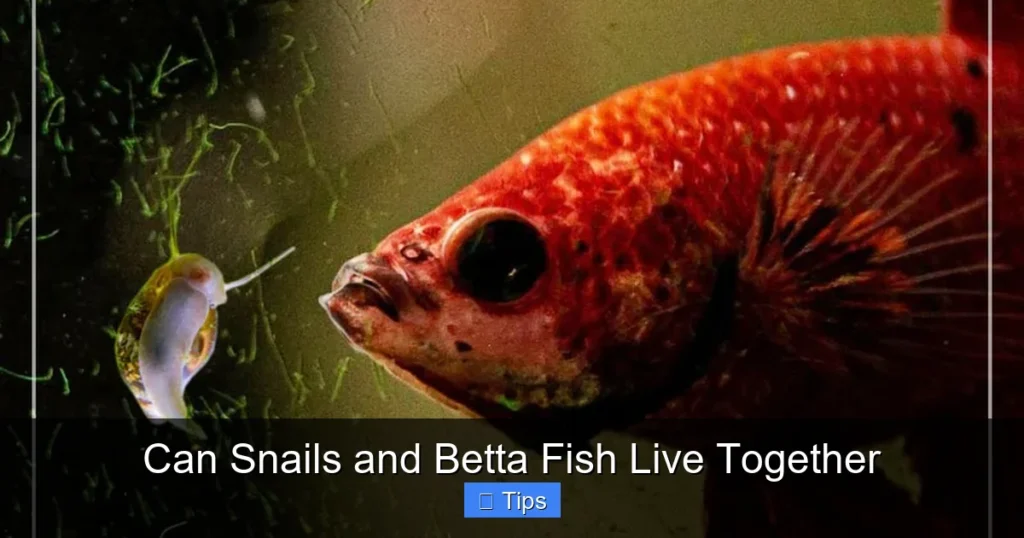 Can Snails and Betta Fish Live Together