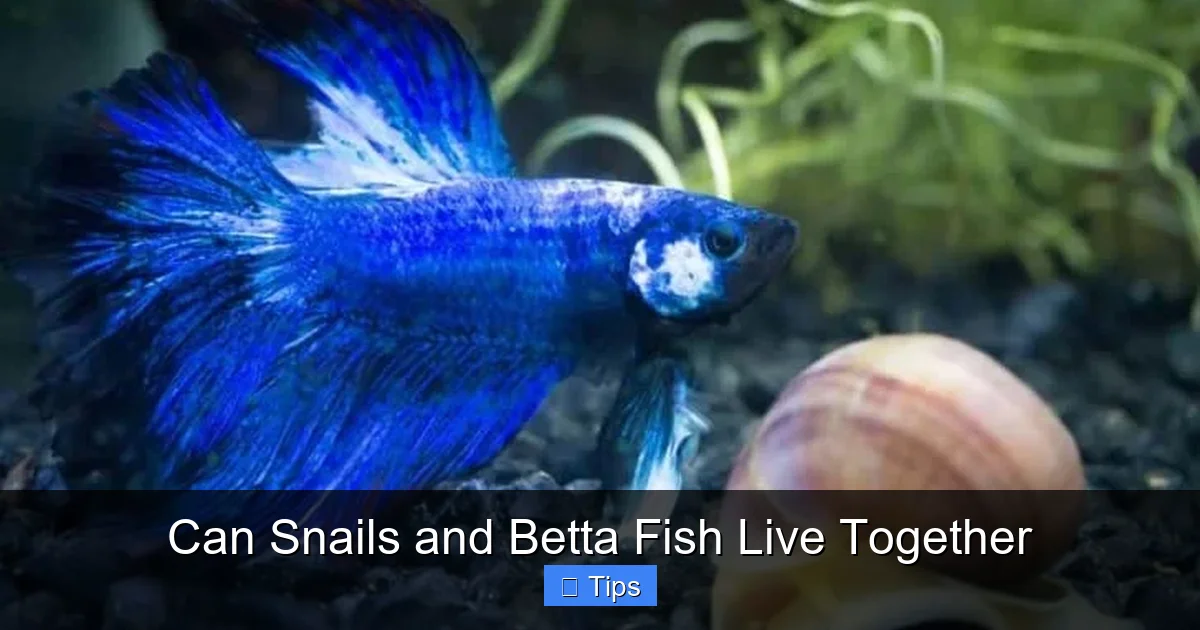 Can Snails and Betta Fish Live Together