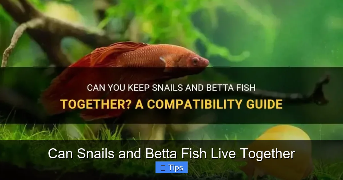 Can Snails and Betta Fish Live Together