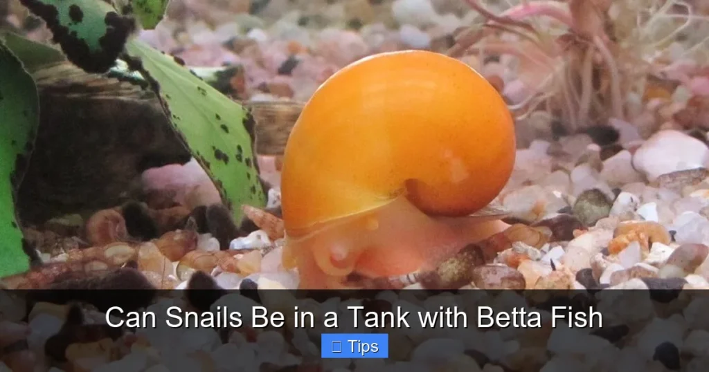 Can Snails Be in a Tank with Betta Fish