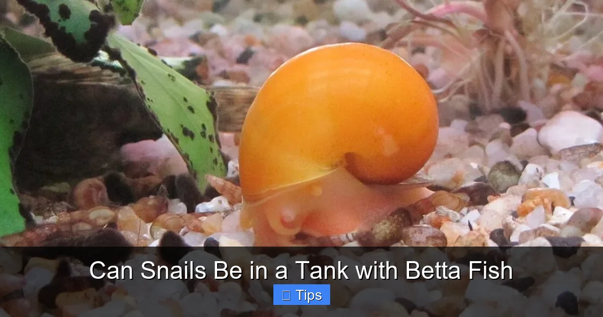 Can Snails Be in a Tank with Betta Fish