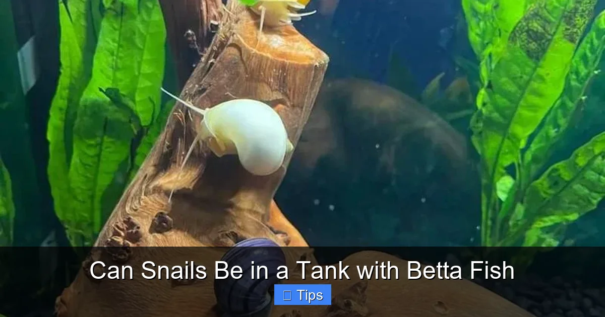 Can Snails Be in a Tank with Betta Fish