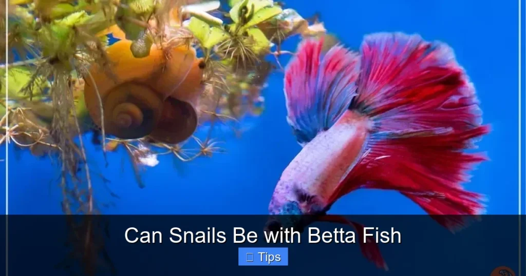 Can Snails Be with Betta Fish