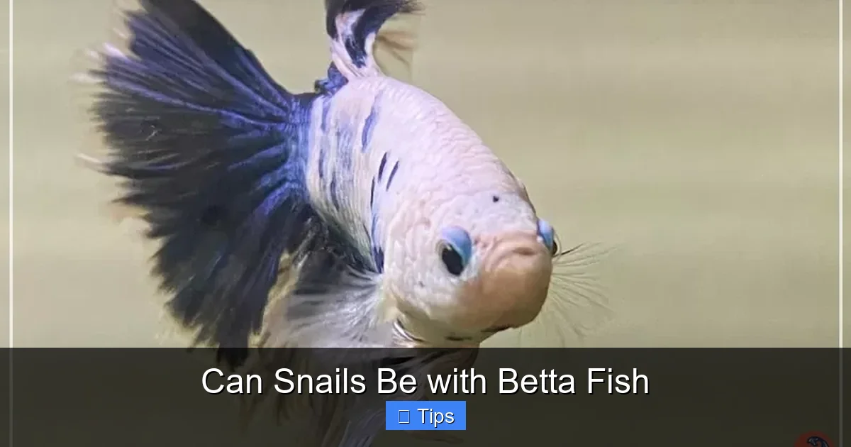 Can Snails Be with Betta Fish