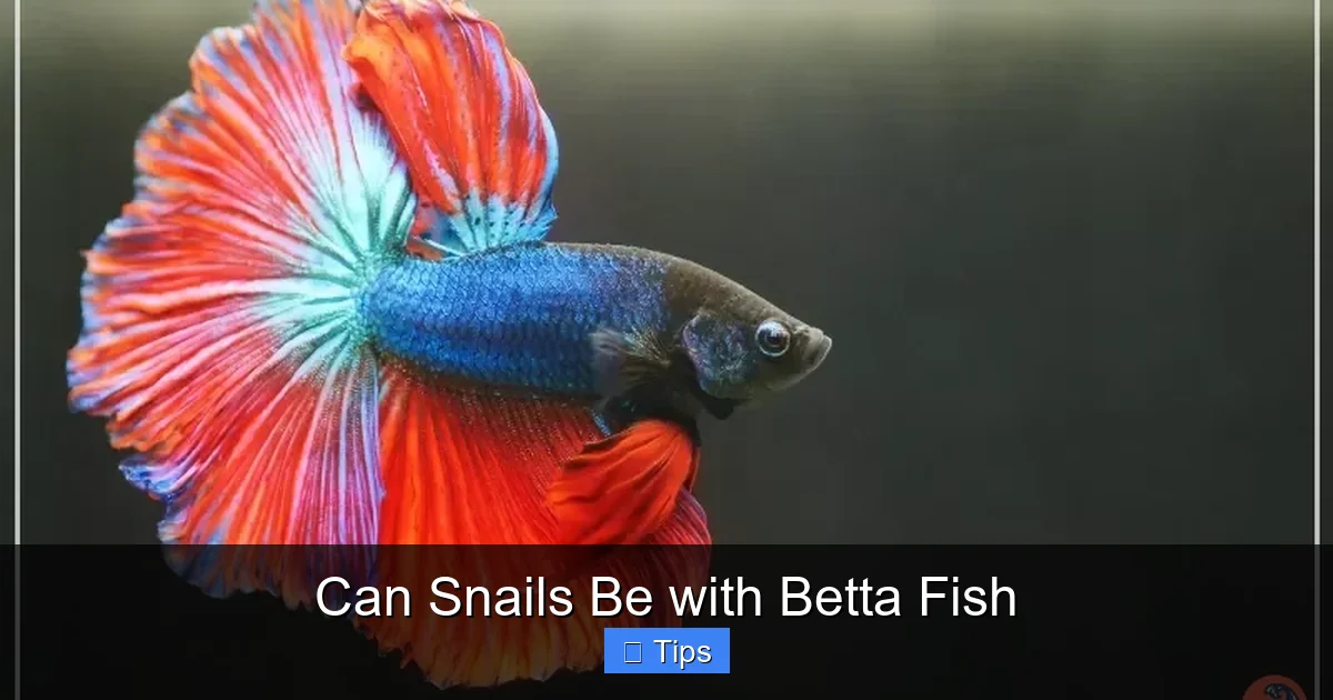 Can Snails Be with Betta Fish