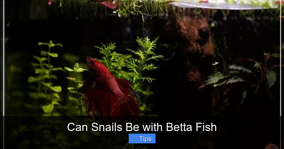 Can Snails Be with Betta Fish