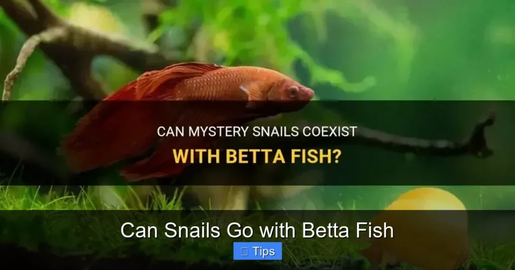 Can Snails Go with Betta Fish