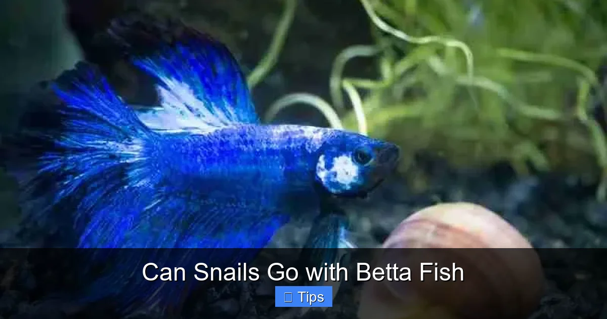 Can Snails Go with Betta Fish