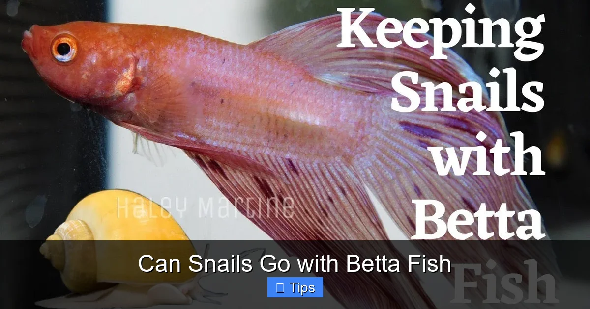 Can Snails Go with Betta Fish