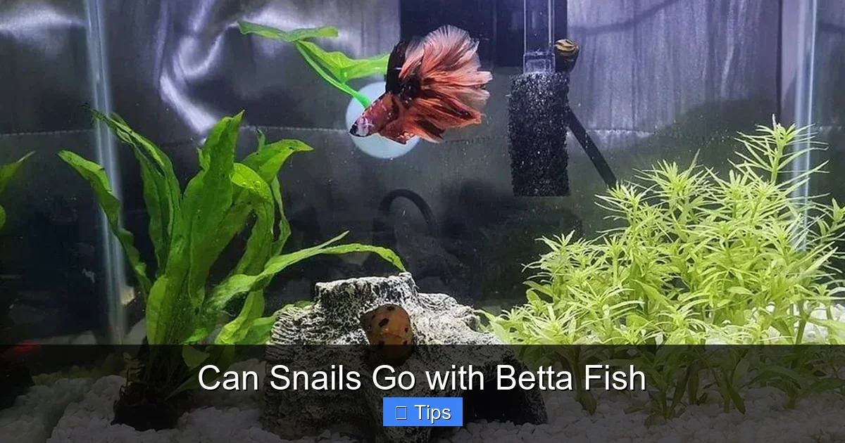 Can Snails Go with Betta Fish